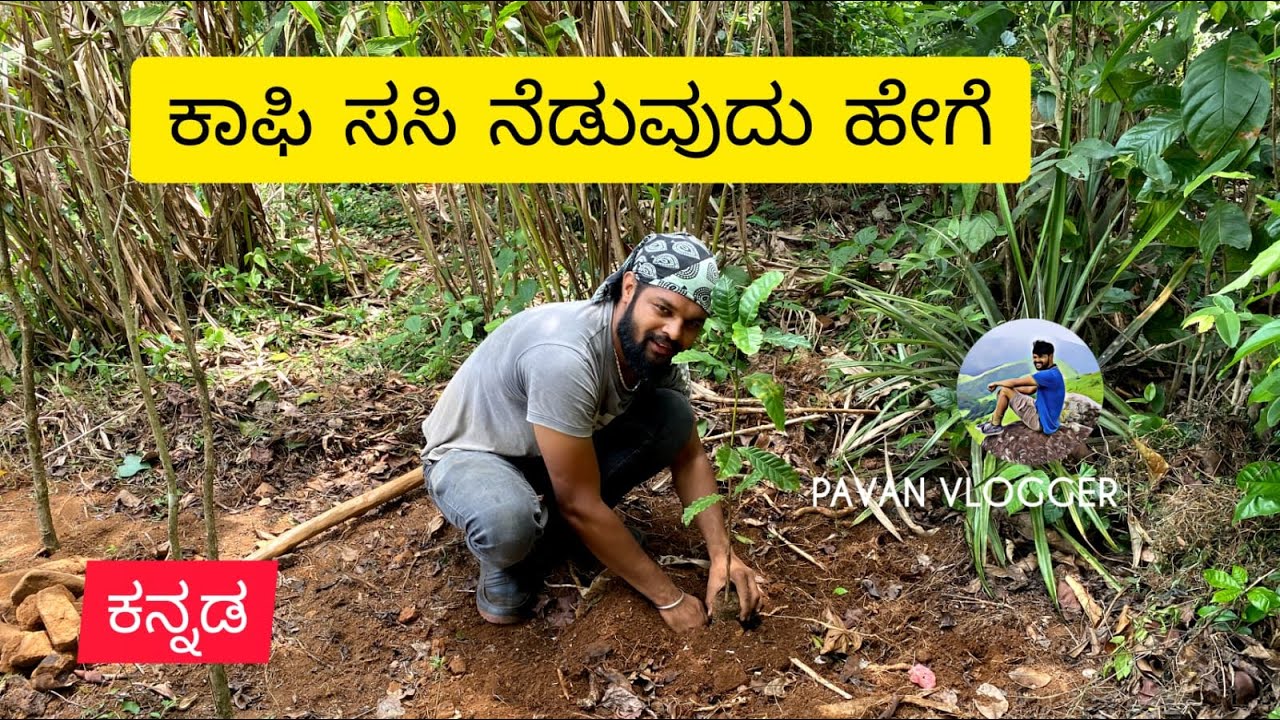 How to Plant Coffee Seedlings ? | ಕಾಫಿ ಸಸಿ ಹೇಗೆ ನೆಡಬೇಕು ?
