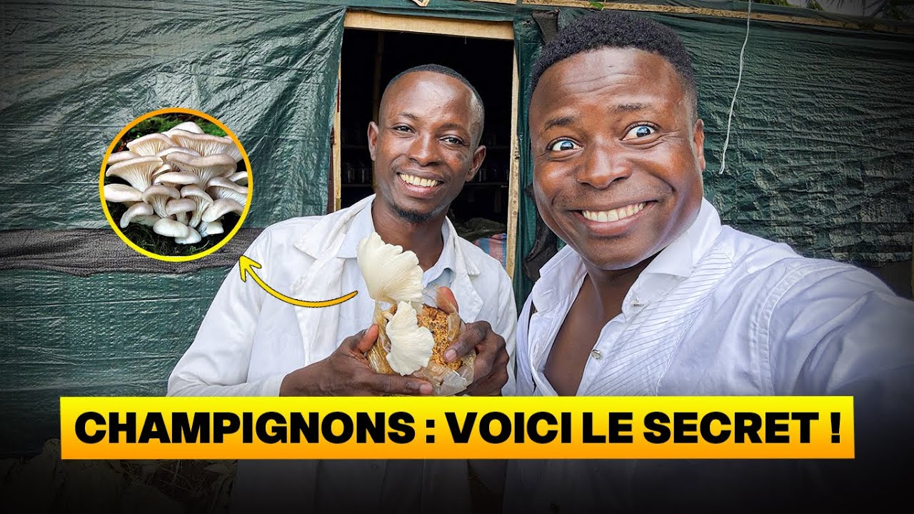 Myciculture en Afrique : son secret pour réussir.