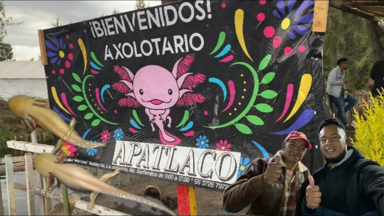 En el cumple de Angie/ajolotario en Xochimilco( reproducción)