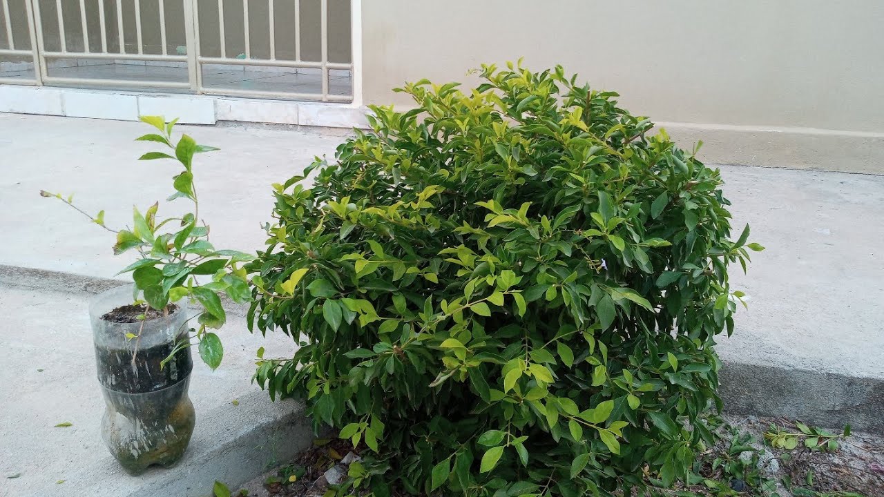 Como Plantar Pingo de Ouro +  Poda de Moldagem
