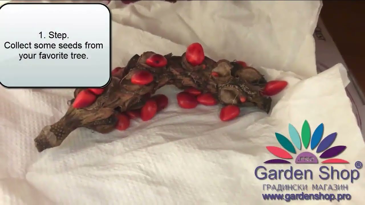 Wie kann ich Magnolien vermehren