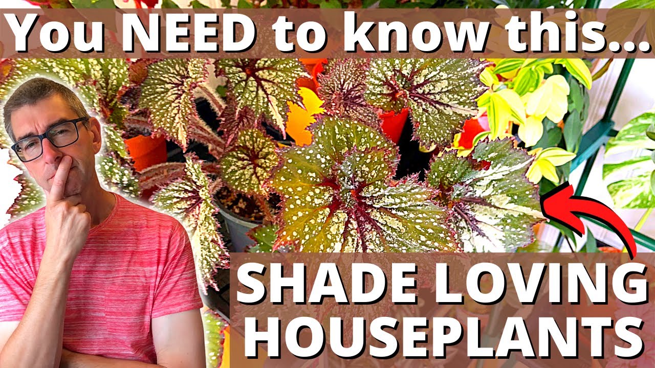 Shade Loving Houseplants: Many People Get This WRONG!