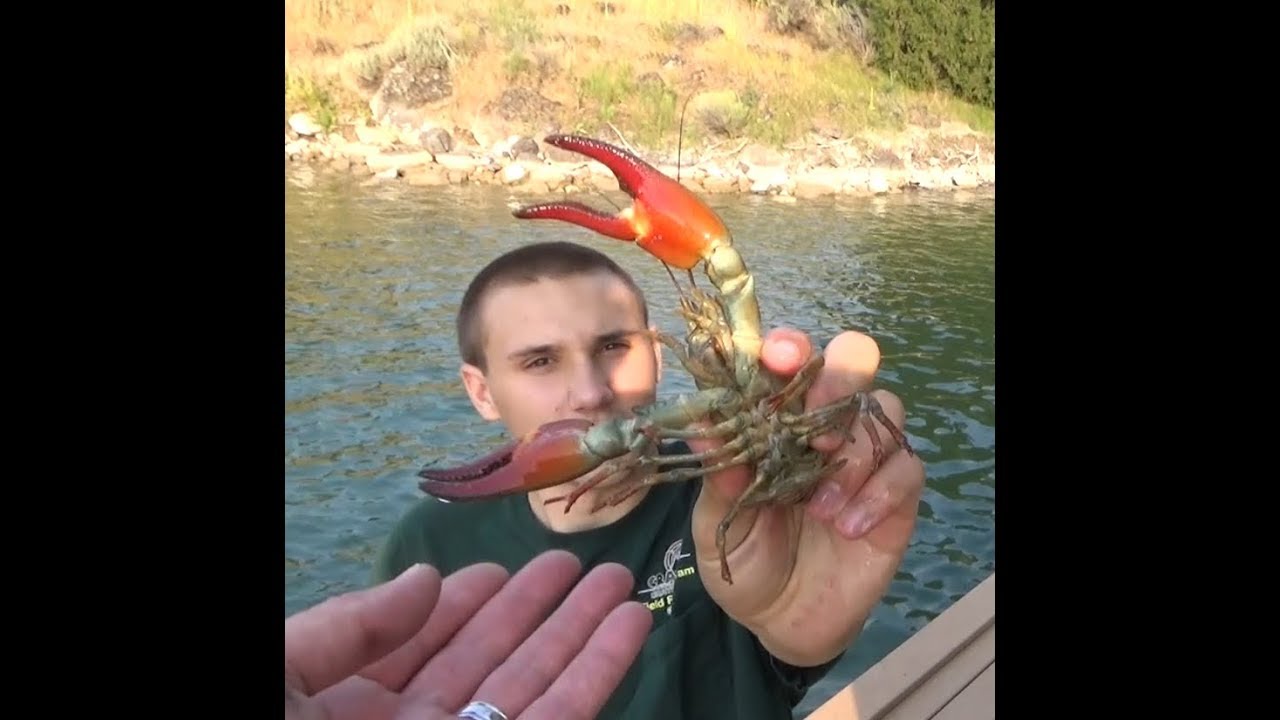Crawfishing and Testing Crayster's New Boil Trap, Catching Pounds of Huge Crawfish Gopro