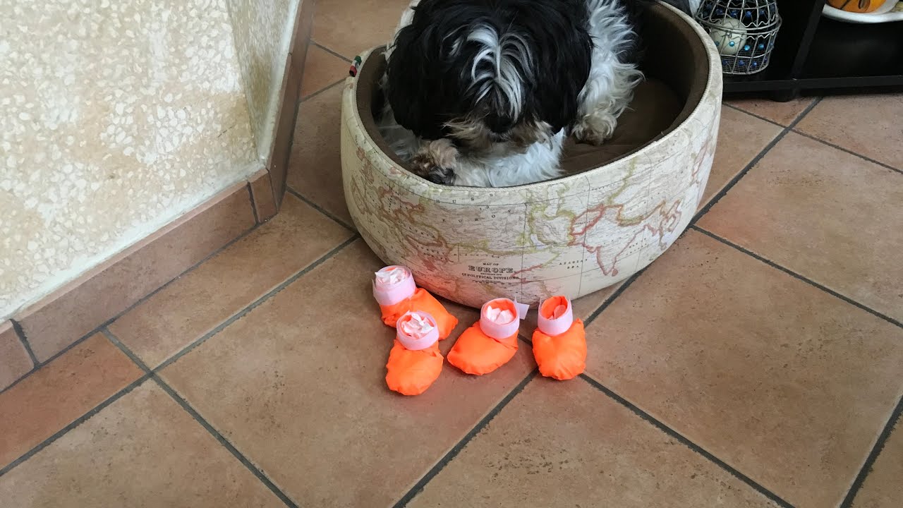 Come proteggere i cuscinetti del cane - Scarpe per cani fai da te - Unguento per cuscinetti del cane