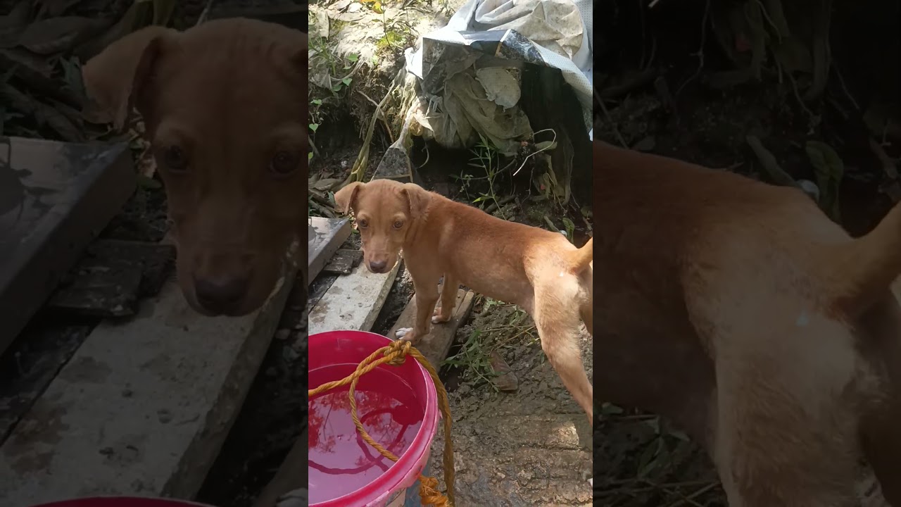Buhay sa bukid