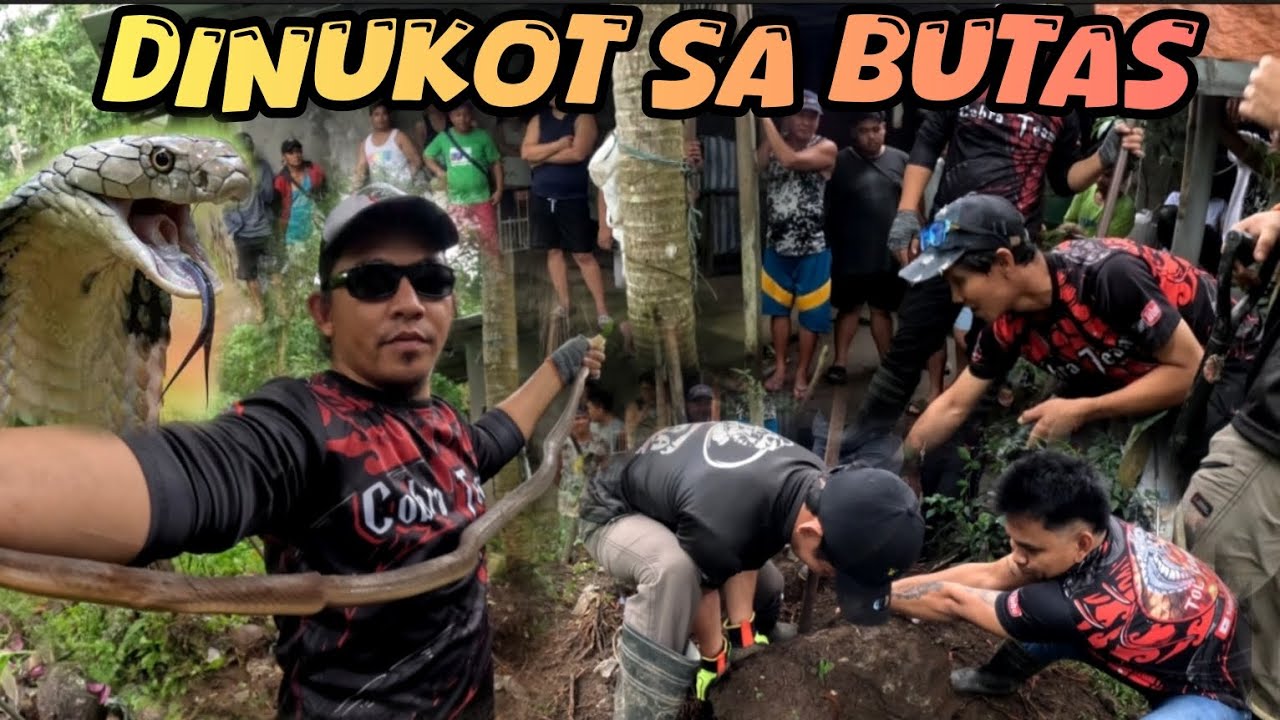 DINUKOT NI COBRA PRINCE SA BUTAS #cobraprince #cobraking #tolcobra #cristurkz