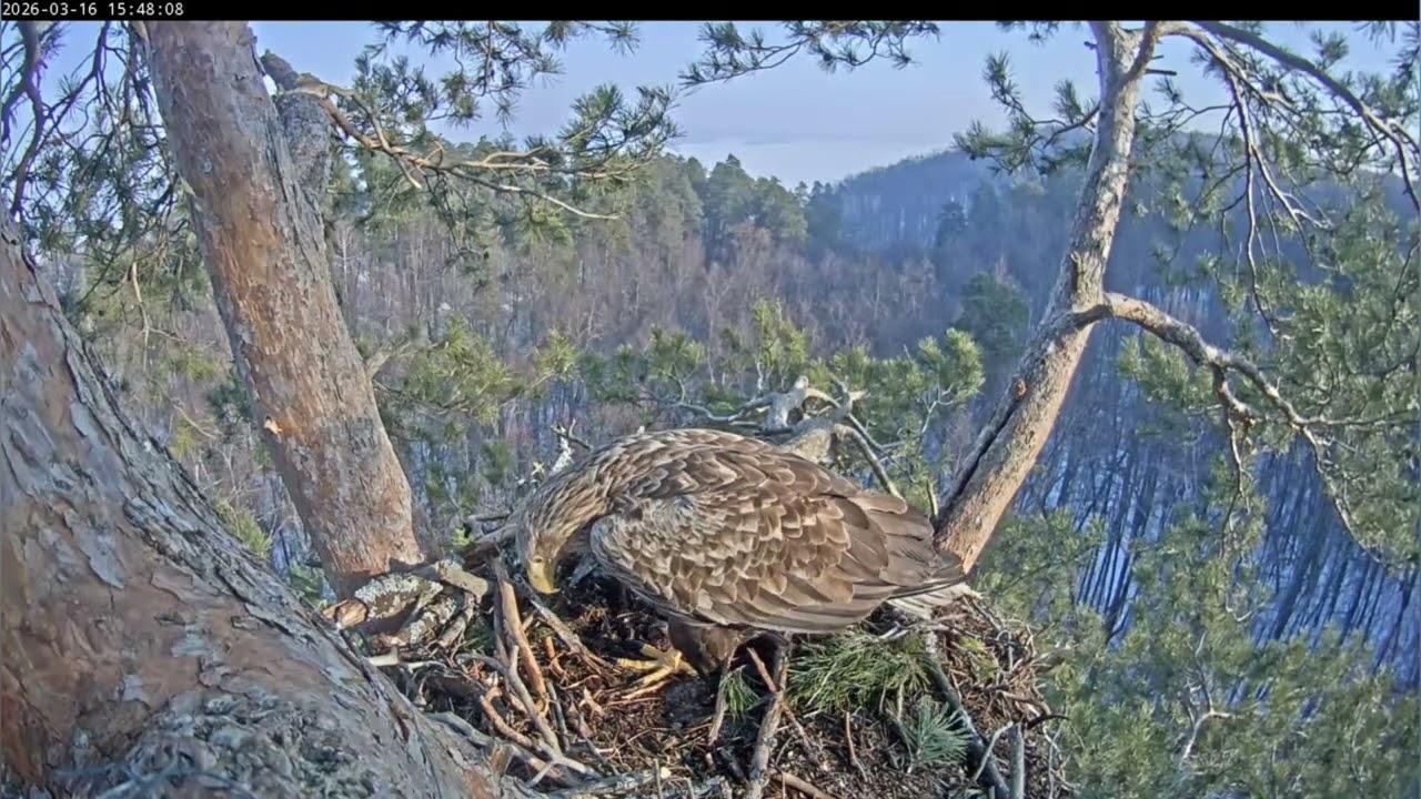 16.03.2026 Камычи. Несмотря на все разборки самок, Чулман продолжает строительство.