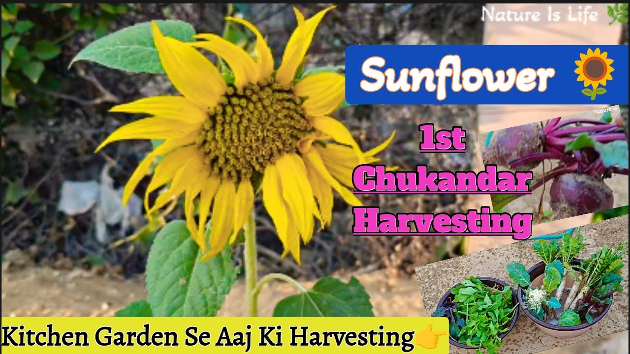 Kitchen Garden में खिला Sunflower 🌻| Chukandar ki Harvesting Kar Li 🌰 | Aaj Ki Harvesting 🤗🌿