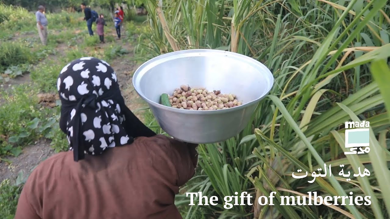 The gift of mulberries | هدية التوت