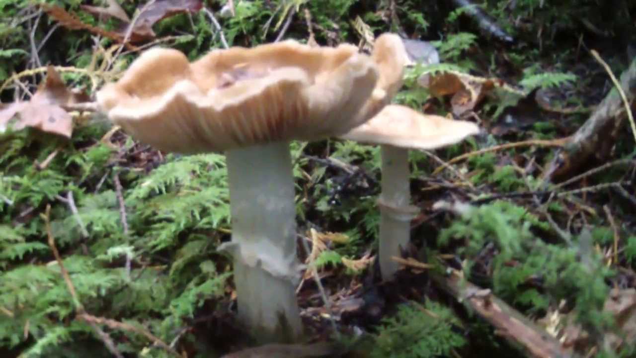 Cortinarius Caperatus