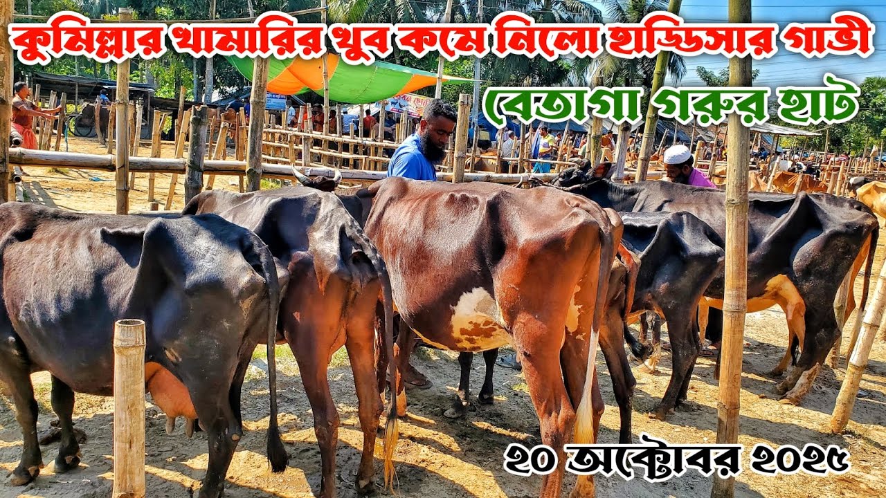 282- কুমিল্লার খামারি খুব কমে নিলো হাড্ডিসার গাভী | বেতাগা গরুর হাট | ২০ অক্টোবর ২০২৫ |Gorur Haat BD