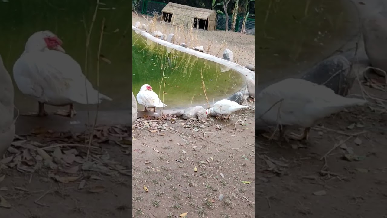 Bird Park Chandigarh Vlog Rock Garden Visit #shorts #viral #chandigarh #rockgarden #chandigarhvlog