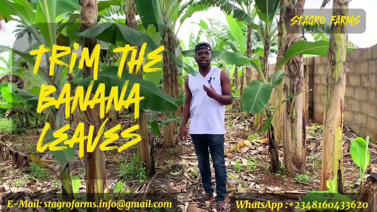 ORGANIC MANURE APPLICATION IMPROVES YOUR BANANA YIELD.