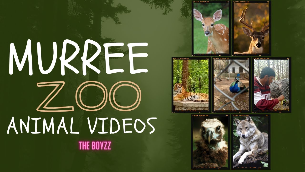 Murree Hills | THE BOYZZ | Animals