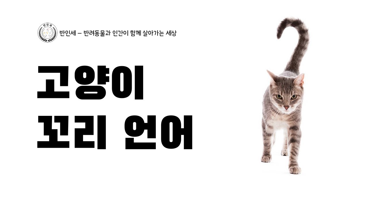 고양이 꼬리 언어, 집사라면 오늘부터 보세요 - 롱폼