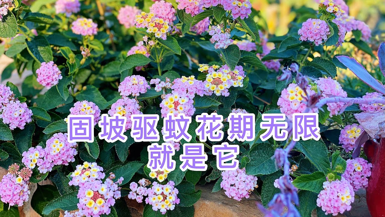 (园艺篇137）固坡驱蚊又美丽花期无限的五色梅Lantana camara！品种介绍！别名：马缨丹、七色梅、五龙兰、如意草、五彩花、五雷丹、五色绣球！