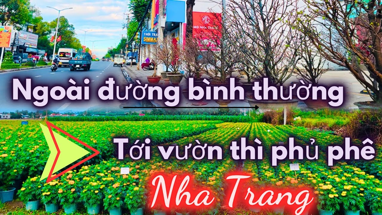 Sáng 17 tháng chạp nắng về rồi | Đừng hỏi vì sao Tết vắng bông hoa ?! Tới vườn mới thấy nhiều quá xá