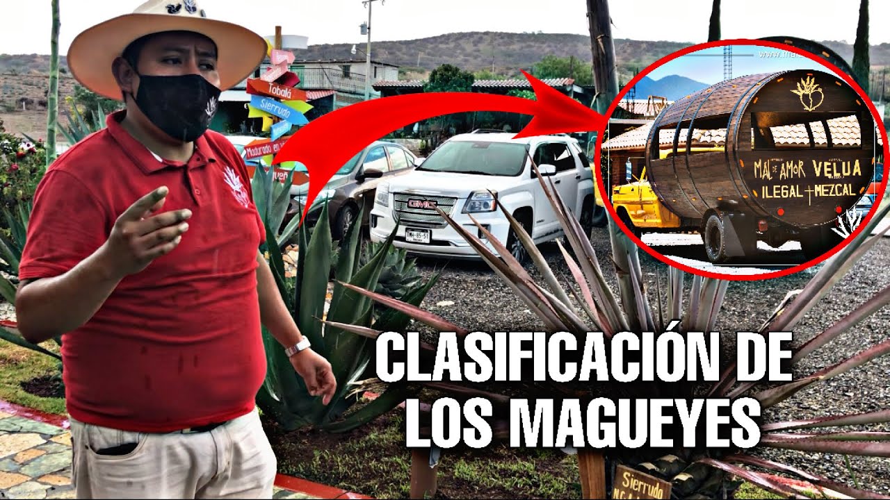 Como Clasificar Los Magueyes / Fábrica De Mezcal Mal De Amor 