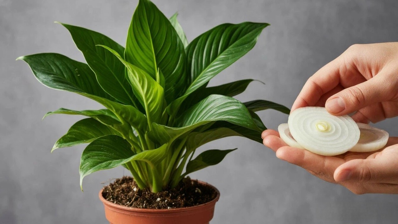 ВСЕГО 1 ПОДКОРМКА ДЛЯ СПАТИФИЛЛУМА В МАЕ ТВОРИТ НЕВЕРОЯТНОЕ! 🌿 УДОБРЕНИЕ ДЛЯ СПАТИФИЛЛУМА В МАЕ