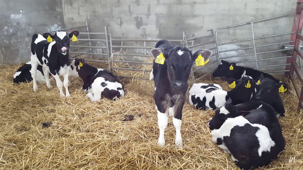 Dairylink: hitting heifer rearing targets in Tyrone
