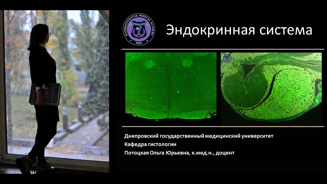 18. Эндокринная система (лекция по гистологии)