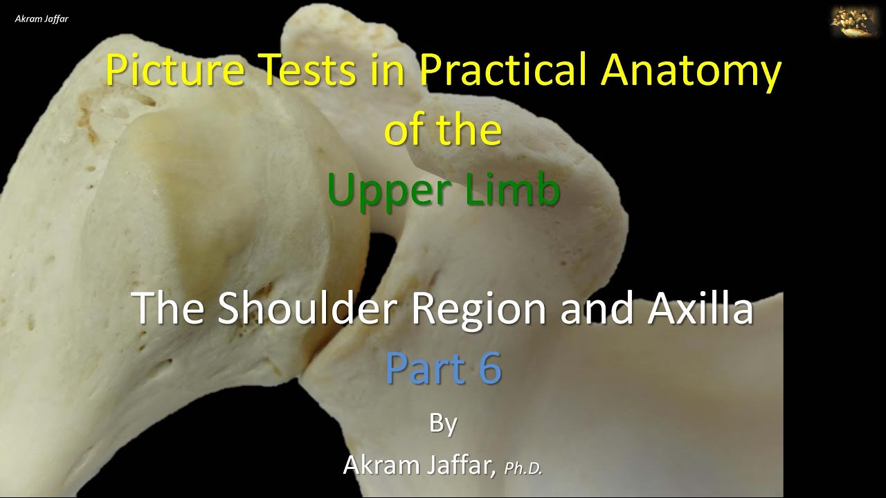 Picture tests in upper limb anatomy shoulder region and axilla 6