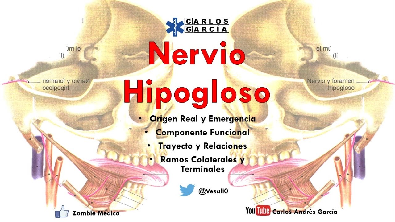 Anatomía - Nervio Hipogloso (Origen Real y Emergencia, Trayecto y Relaciones, Ramos)
