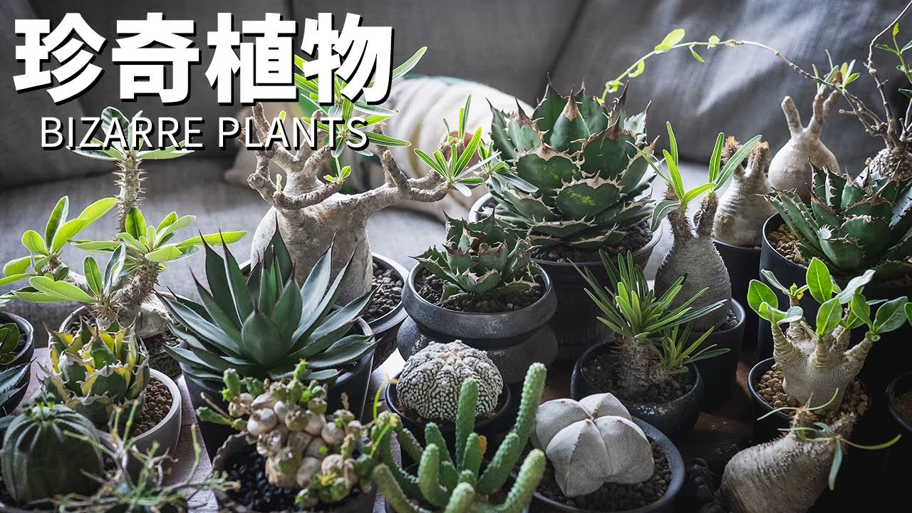 珍奇植物コレクション全部紹介します【塊根植物、多肉植物、グラキリス、アガベ、ユーフォルビアなど】