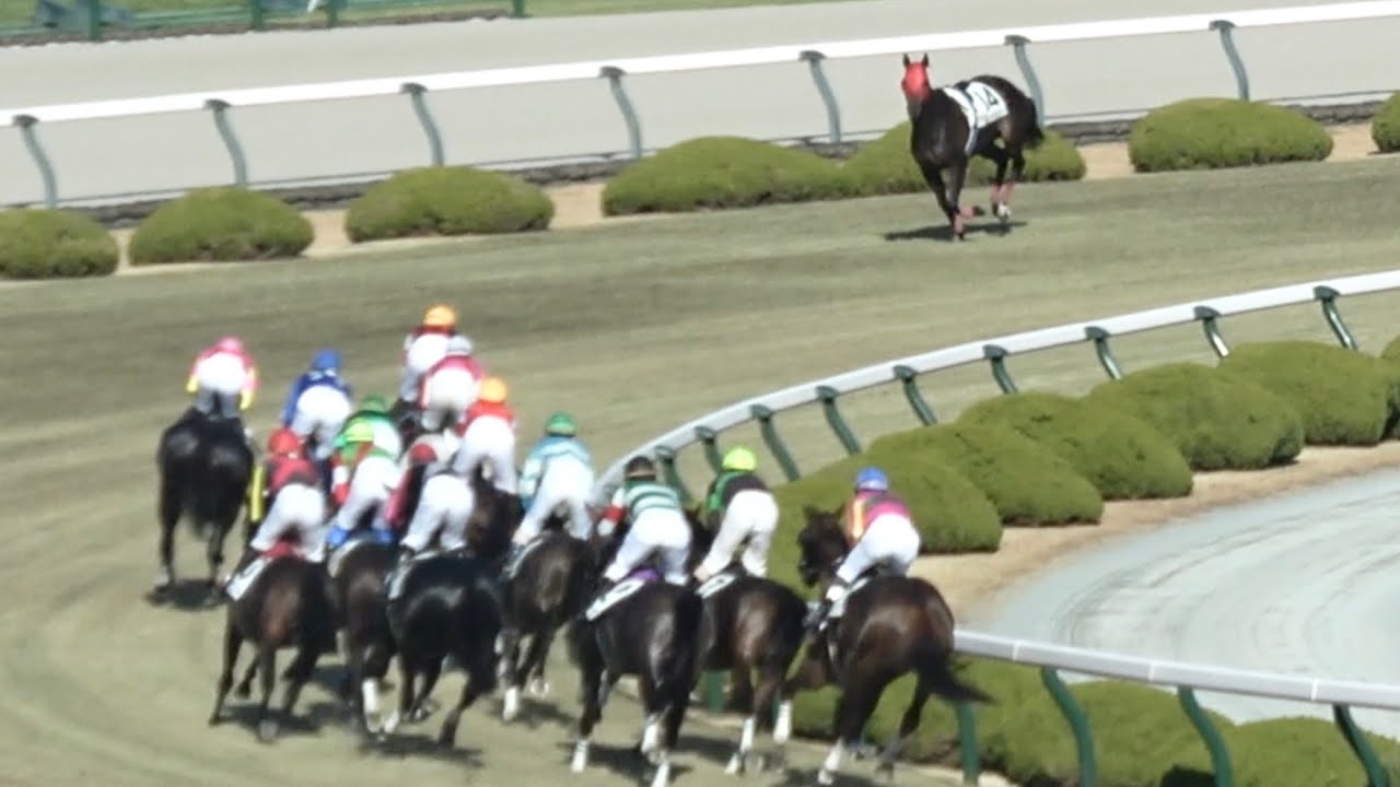 【落馬】落馬したニシノパプルブリリが逆走し危うく衝突そうになる【阪神競馬場】