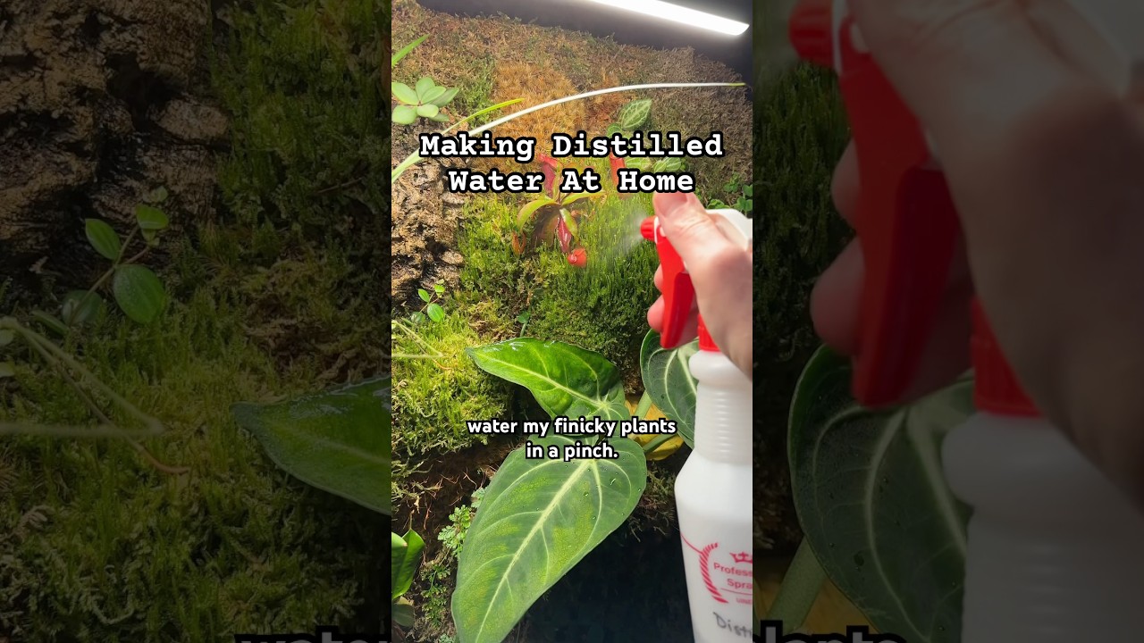 This is the best way to make distilled water in a pinch!💧🪴 #plantcare #houseplants #plants #shorts