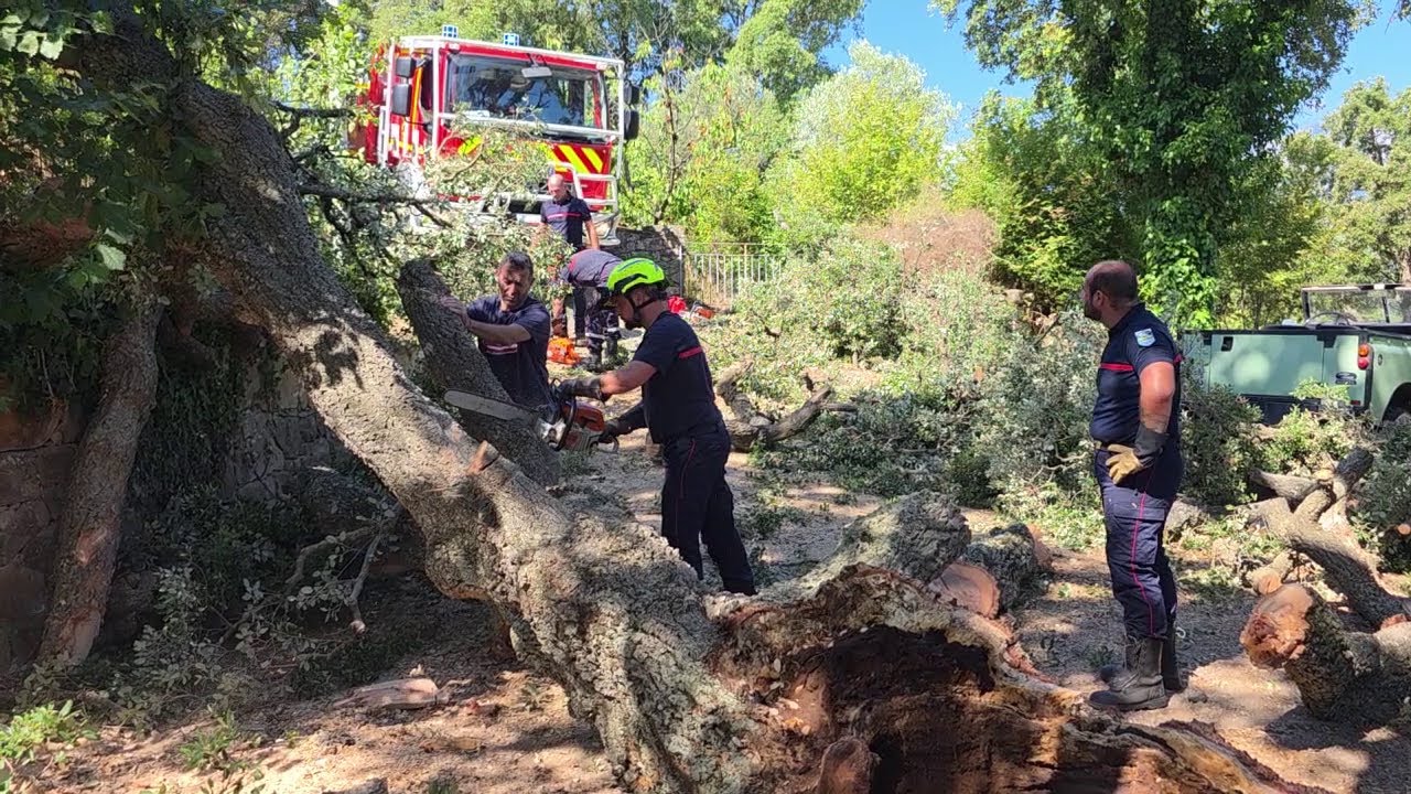 CHÊNE-LIÈGE CENTENAIRE : Chute d'une énorme branche coupant la route à SARI, le 14 juillet 2025..