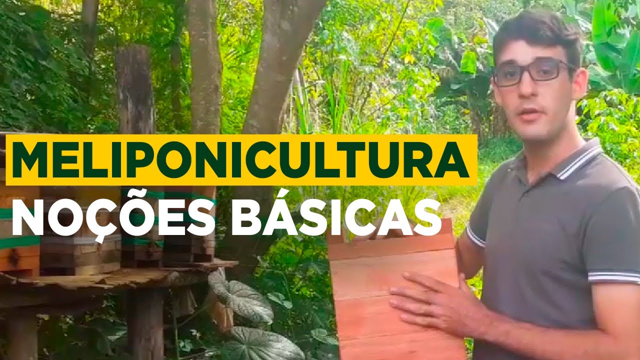 Aprenda Como Produzir Mel de Abelhas Sem Ferr&atilde;o de Forma Sustent&aacute;vel