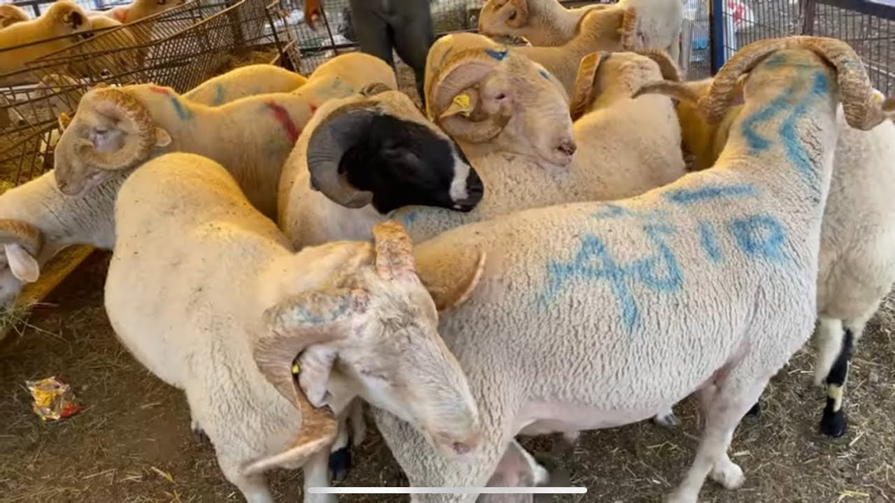 TÜRKİYEDE EŞİ BENZERİ OLMAYAN TEK KURBAN PAZARI