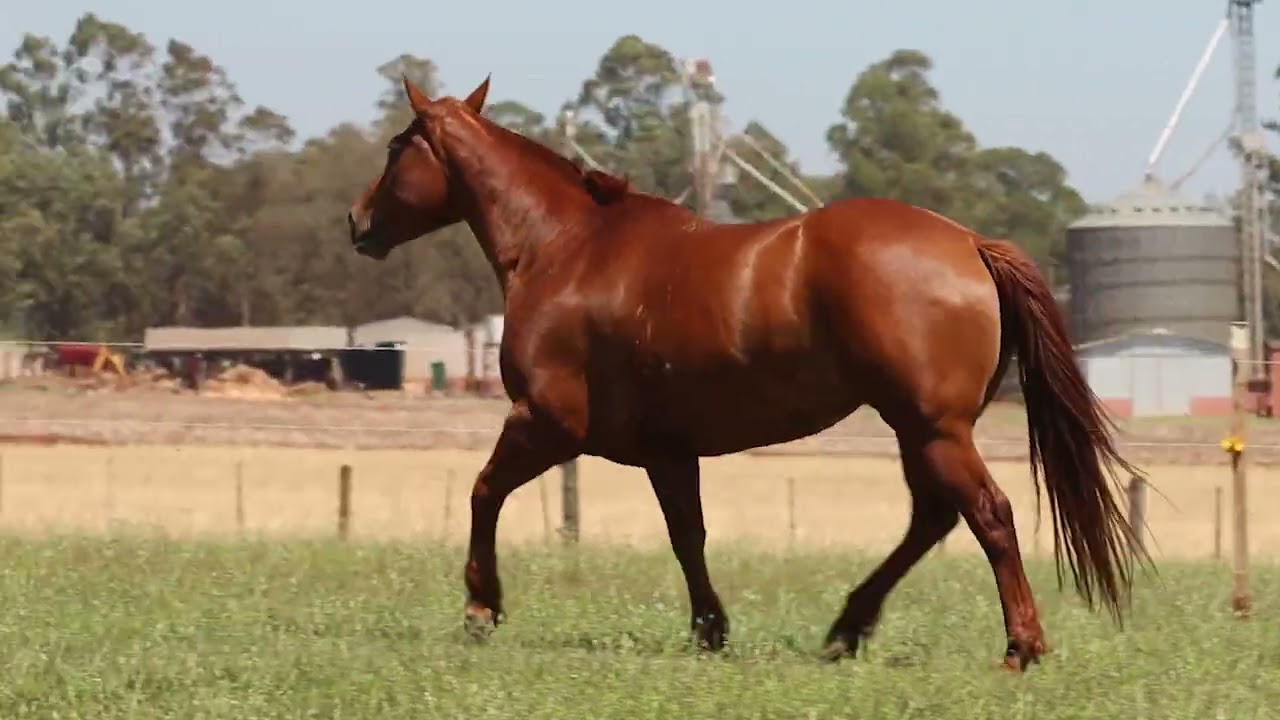 Lote 36 2