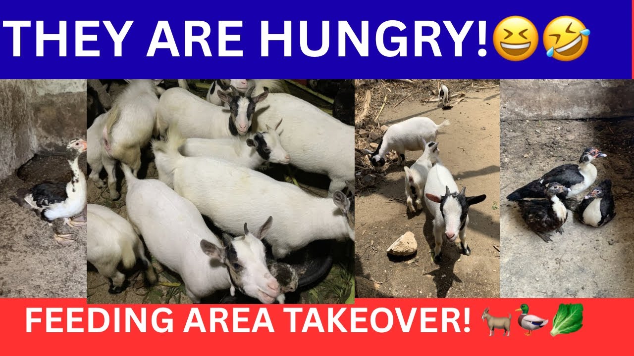 Hungry Baby Goats and Ducks Take Over the Feeding Area 🐐🦆🥬 (Live)