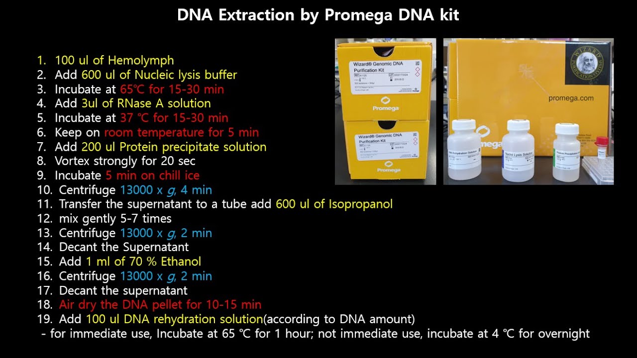 DNA extraction protocol by using kit(Wizard Genomic DNA Purification Kit, Promega)