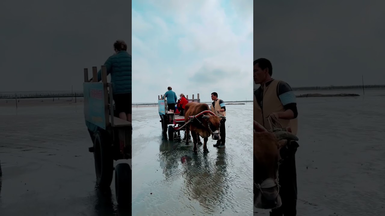 《彰化挖蛤仔景點》芳苑潮間帶生態之旅～搭鐵牛車去海邊超好玩～體驗耙蛤仔樂趣～適合親子同遊～推薦😊 2023年3月31日