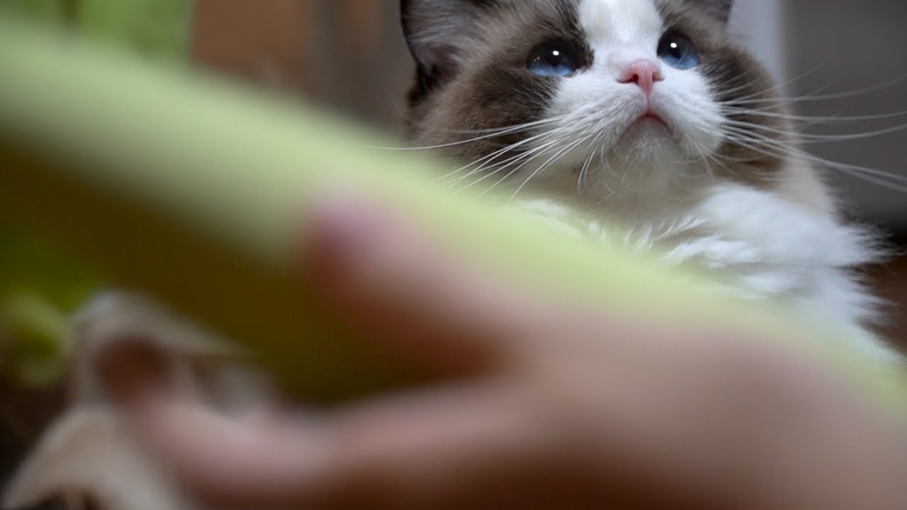 옥수수 풀 뜯어먹는 고양이