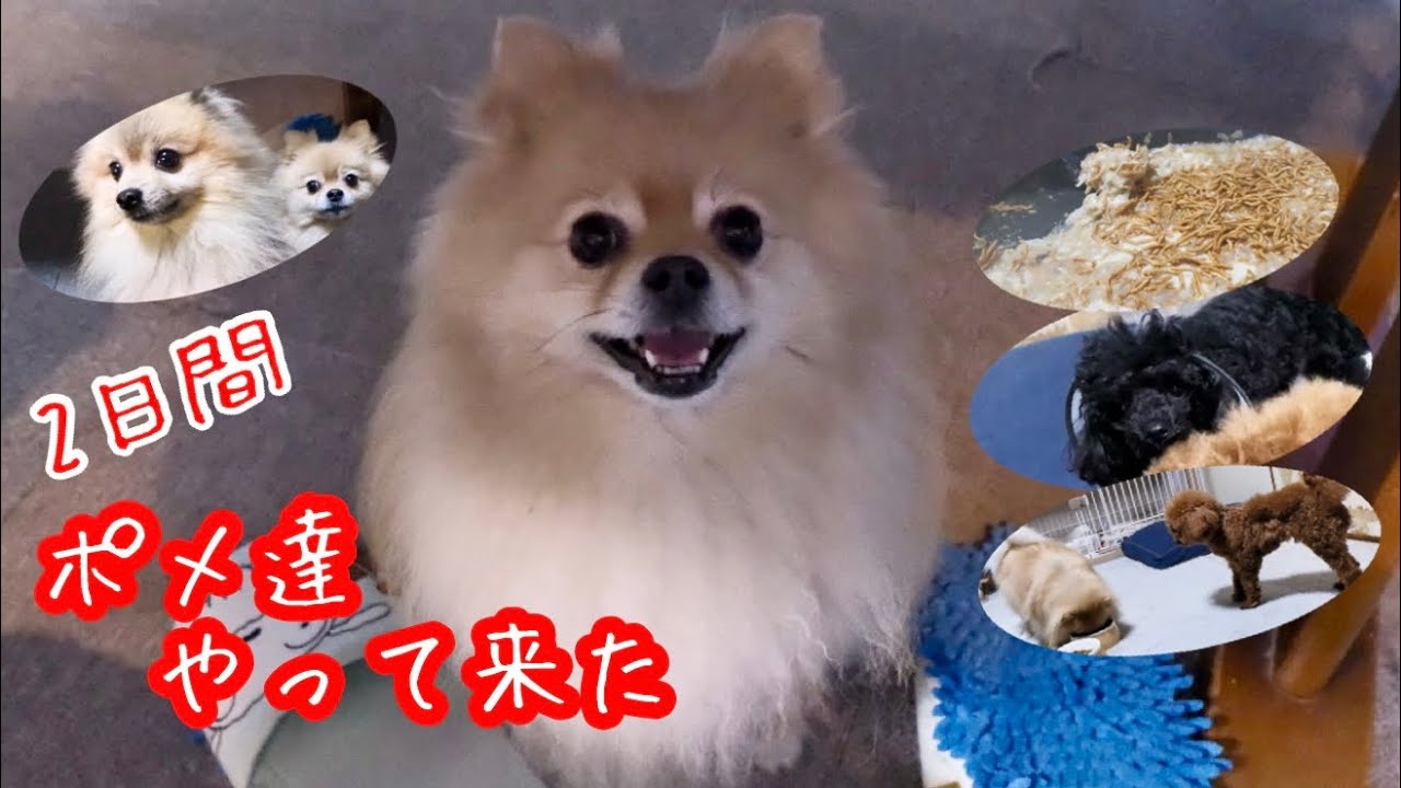 ポメ達がやって来た2日間♪言葉を理解してる黒プー賢すぎ‼️【ポメラニアン】【プードル】