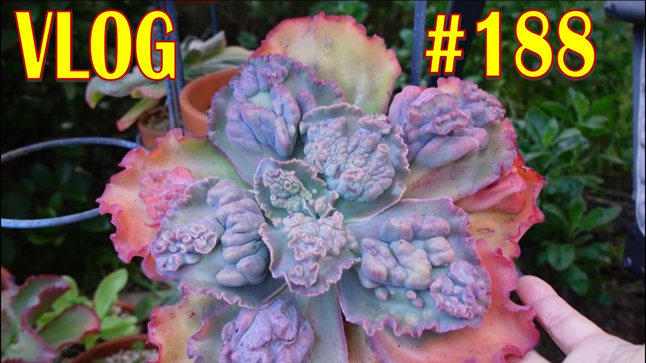 Echeveria FRILLIES COLD HARDY SUCCULENT & NOT  VLOG #188 - Growing Succulents with LizK