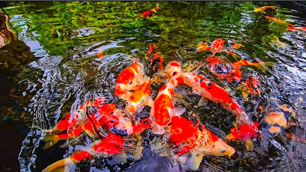 Ultimate Koi Fish Feeding Guide: Top Foods for Faster Growth
