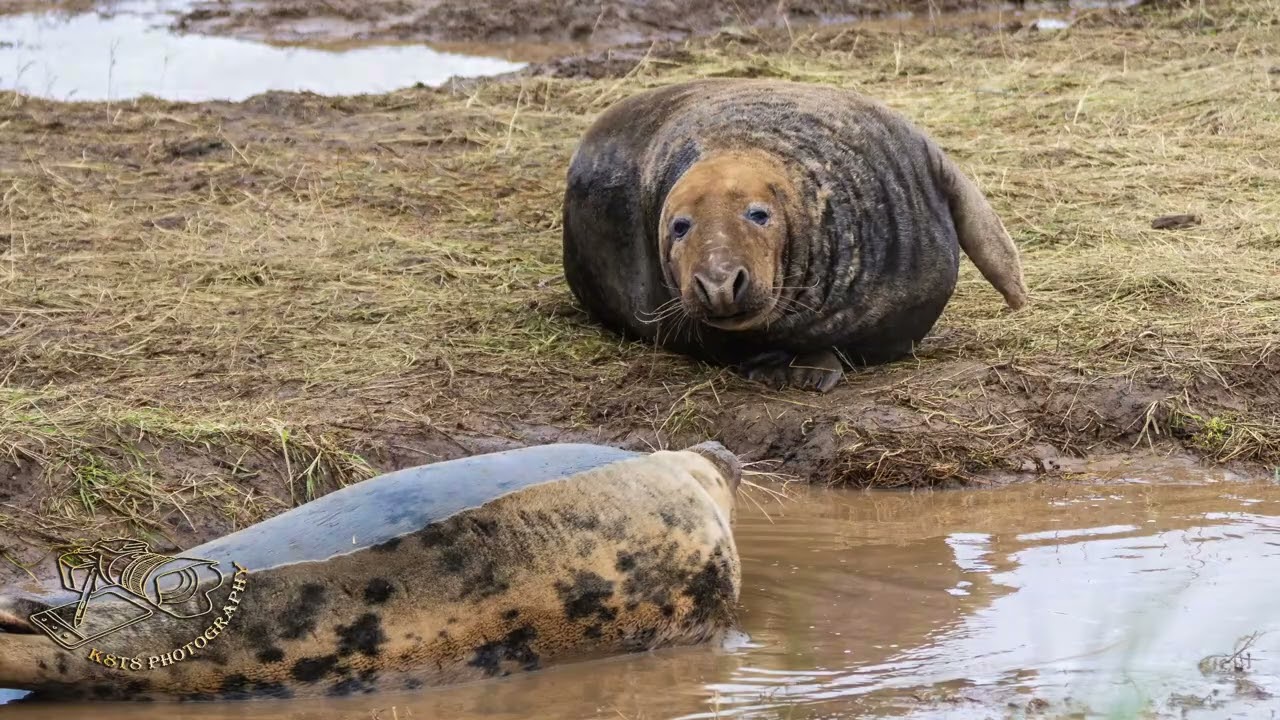 Donna Nook revisit to celebrate the beginnings of Life.