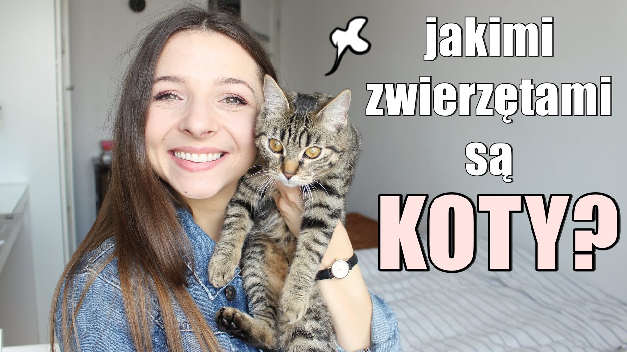 KOT W DOMU - CO WARTO WIEDZIEĆ ZANIM PRZYGARNIESZ KOTA 🐈