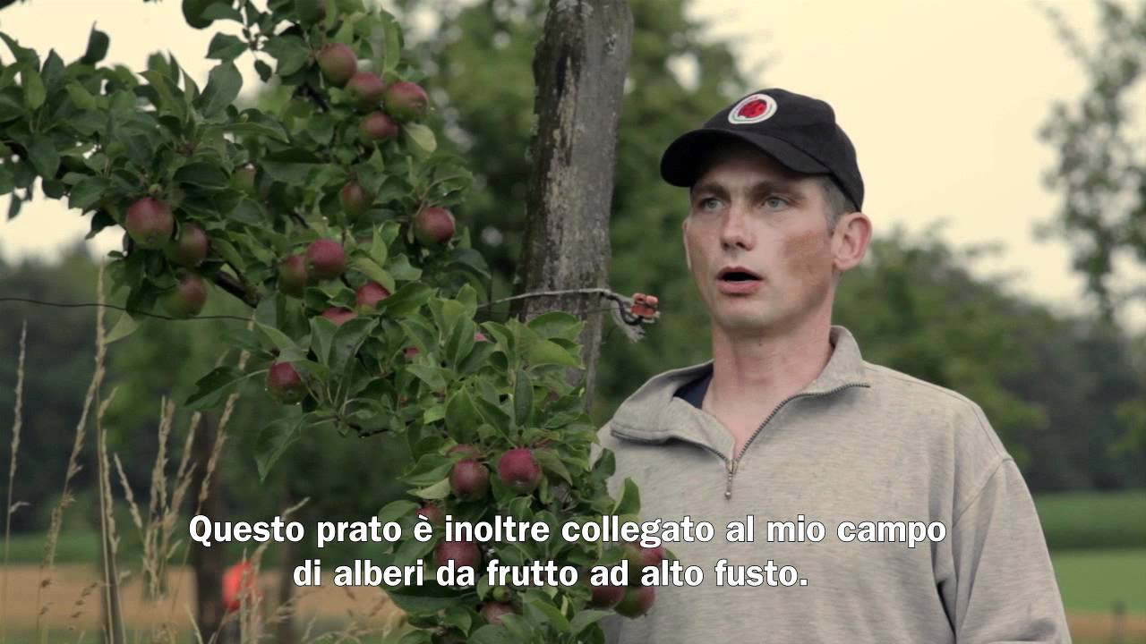Migros Intervista: Coltivazione della spelta TerraSuisse