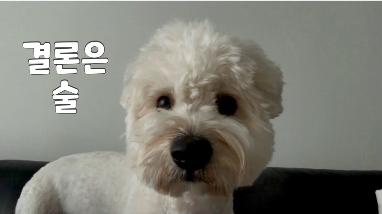 Vlog. 강아지 돌봄| 현실 1인 가구 집밥.. 결론은 술