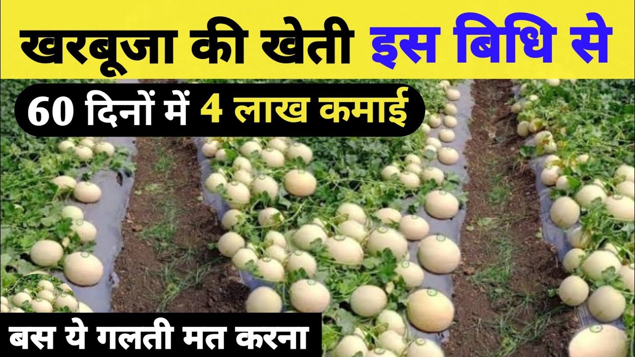 Muskmelon farming in Hindi | When and how to cultivate muskmelon | Muskmelon farming