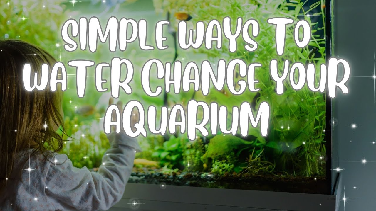 Guppy Fish Keeping  -  How to do water change for your aquarium fish tank