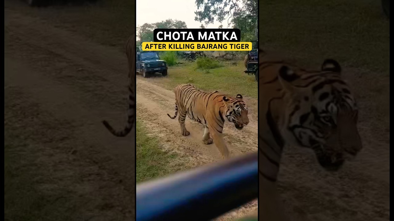 Chota Matka Tiger Seen First Time After Killing Bajrang Tiger #viral #tiger #shorts #trending