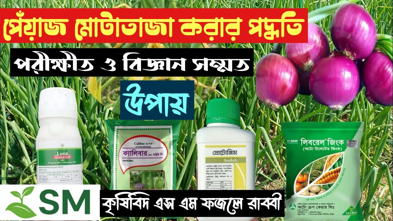 পেঁয়াজ মোটাতাজা করার সেরা পদ্ধতি | Onion Bulb Size Increase Tips | পেঁয়াজ চাষ ||