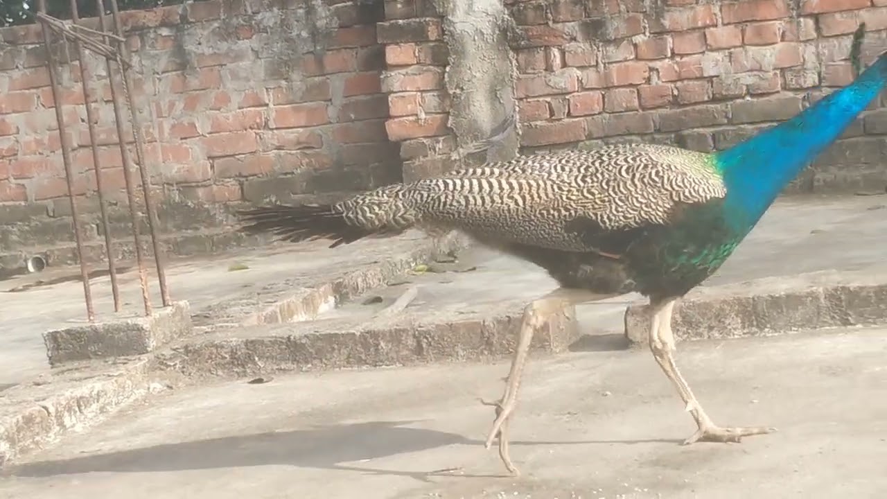 Peacock 🦚 eating bajra rice 